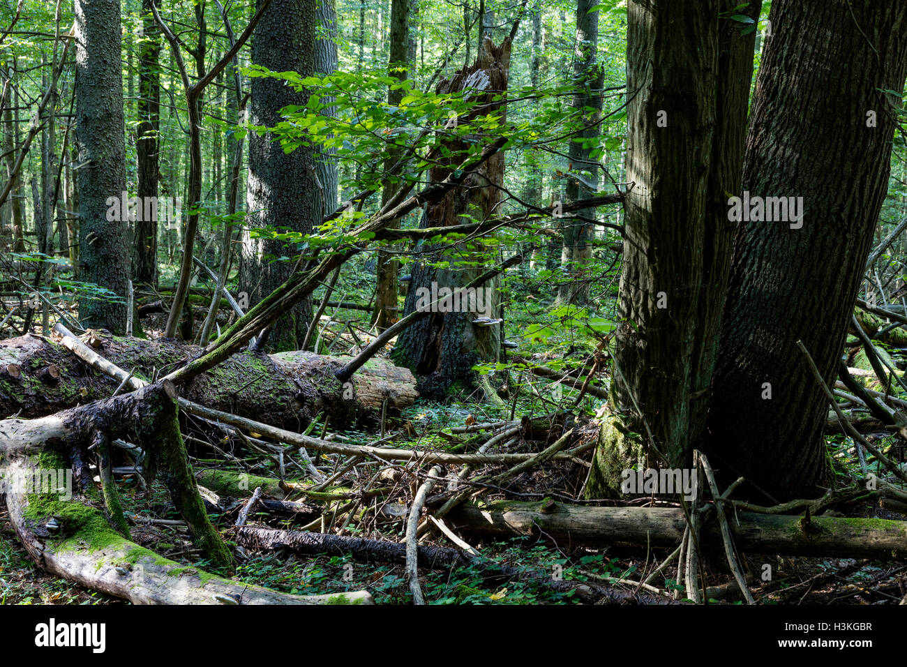 Foresta di Bialowieza in estate, la Polonia, l'Europa. Foto Stock