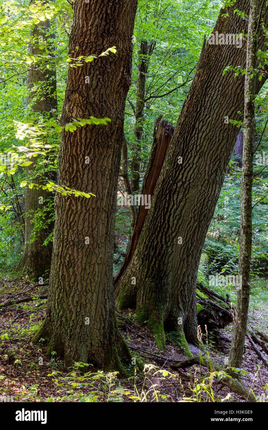 Vecchi alberi di quercia nella foresta di Bialowieza, Polonia, l'Europa. Foto Stock