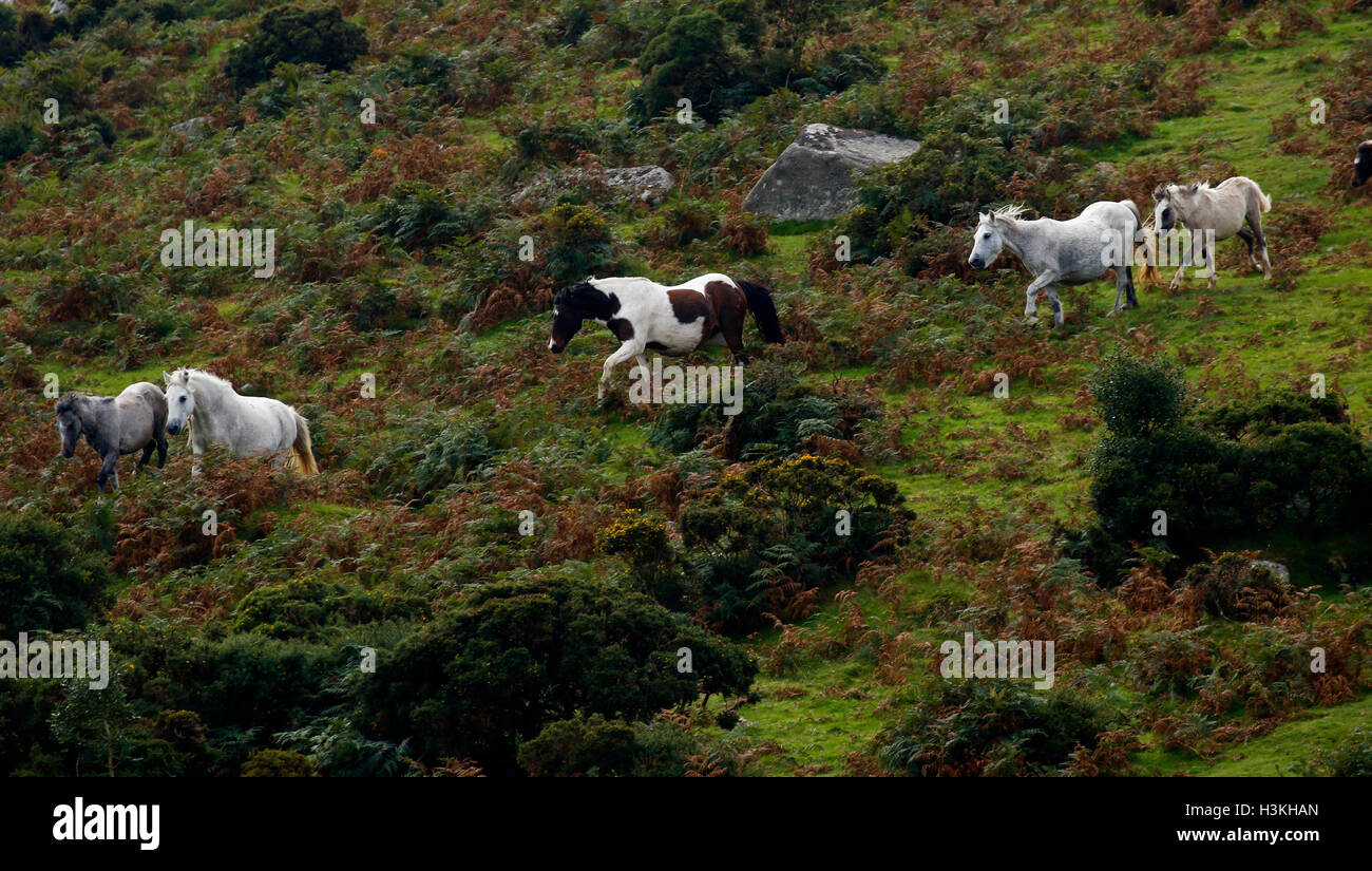 Dartmoor pony al galoppo sulla brughiera come essi sono arrotondate per il pony annuale di vendite di deriva Foto Stock