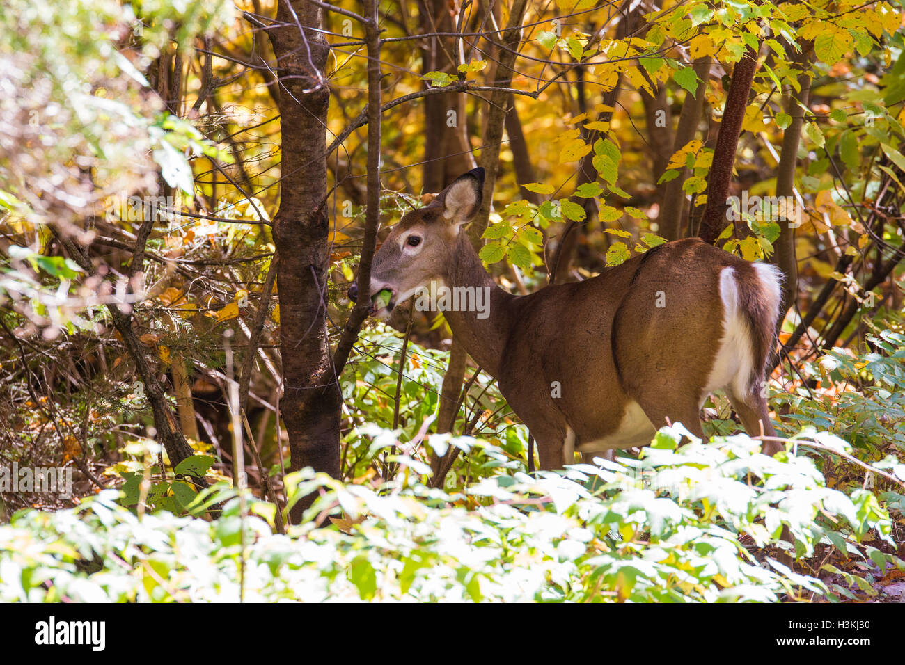La mattina presto culbianco Cervo femmina (Odocoileus virginianus) nella foresta di autunno Foto Stock