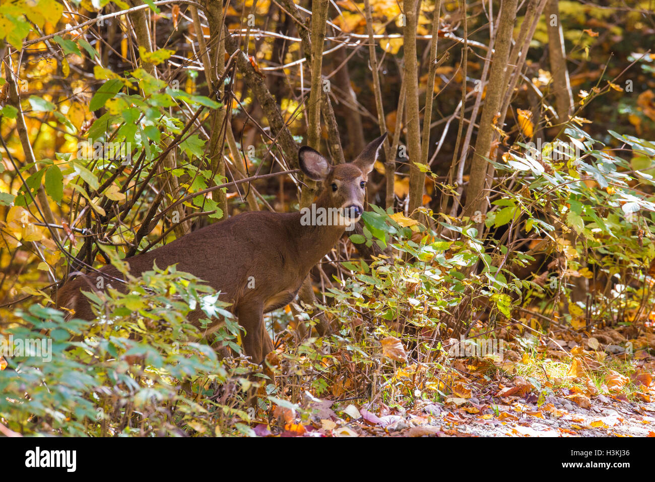 La mattina presto culbianco Cervo femmina (Odocoileus virginianus) nella foresta di autunno Foto Stock