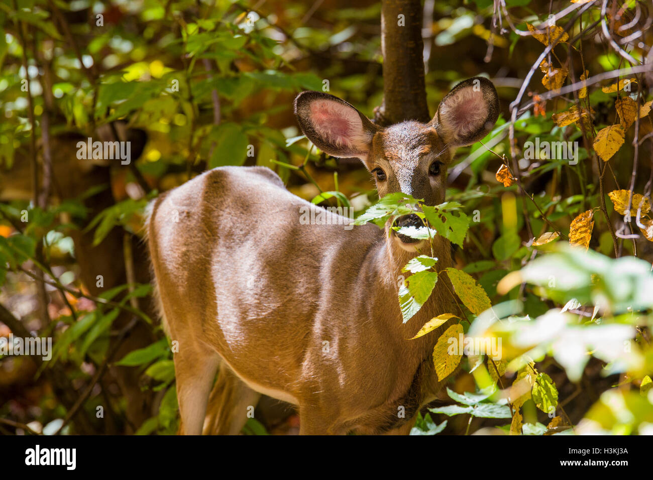 La mattina presto culbianco Cervo femmina (Odocoileus virginianus) nella foresta di autunno Foto Stock