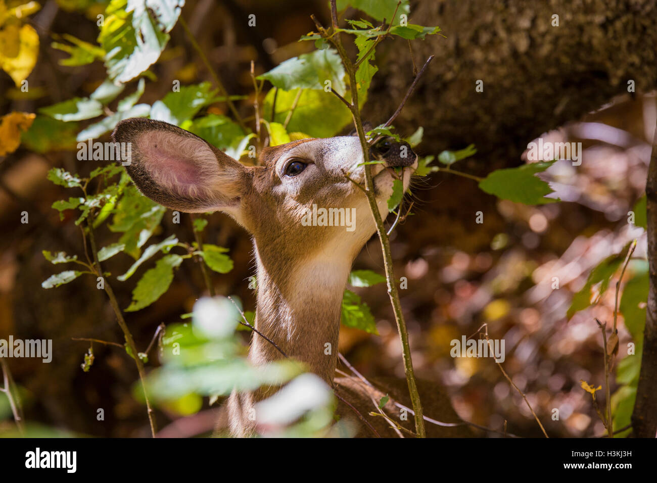 La mattina presto culbianco Cervo femmina (Odocoileus virginianus) nella foresta di autunno Foto Stock