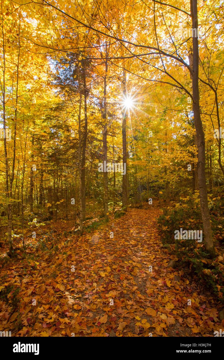 Canadese paesaggio autunnale con Foresta Dorata a Mont-Tremblant parco nazionale-Canada. Foto Stock