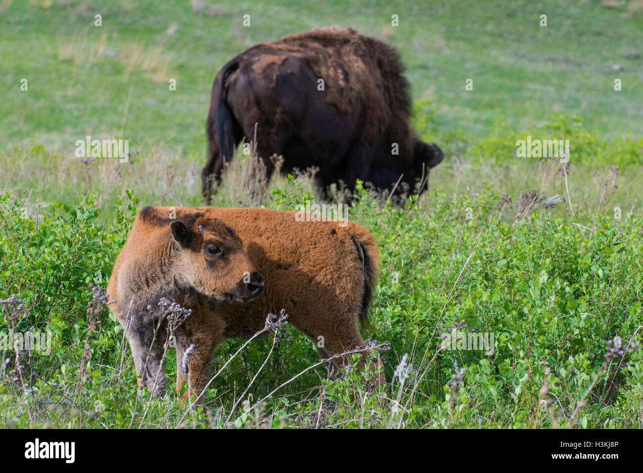 I bisonti americani (Bison bison) vitello con un genitore, Fort Custer State Park, S. Dakota USA Foto Stock