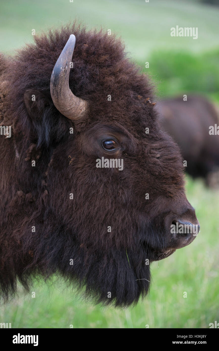 I bisonti americani (Bison bison) adulto, vista di testa, Fort Custer State Park, S. Dakota USA Foto Stock