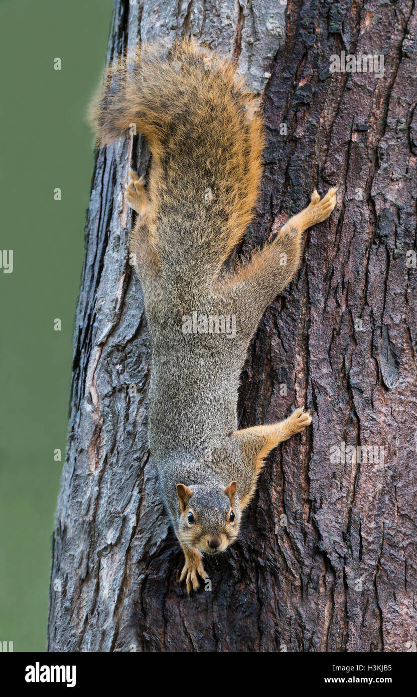 Fox orientale scoiattolo (Sciurus niger) scendendo giù da un tronco di albero, USA orientale Foto Stock