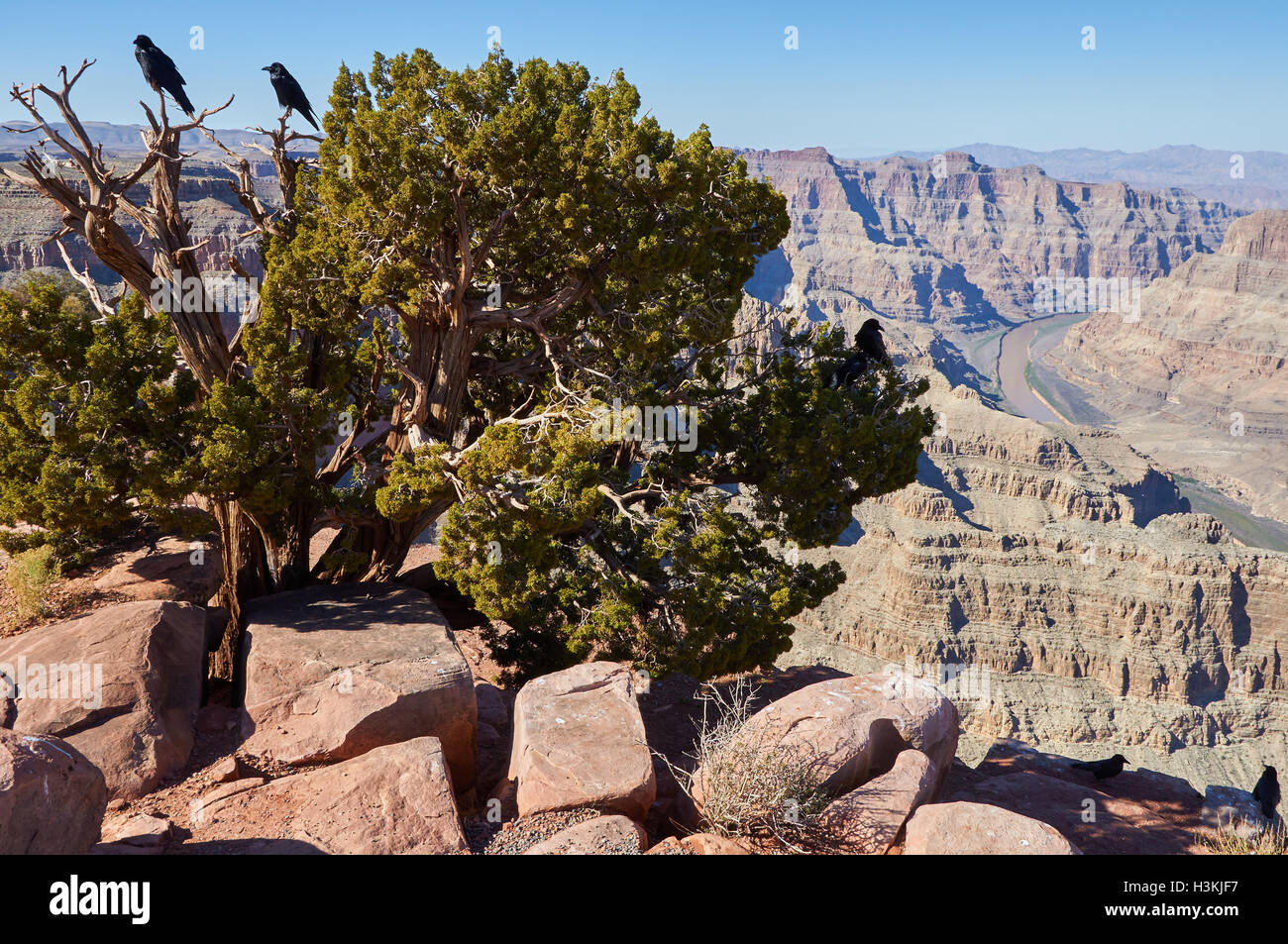 Corvi neri sul vecchio albero di ginepro nel Grand Canyon Foto Stock