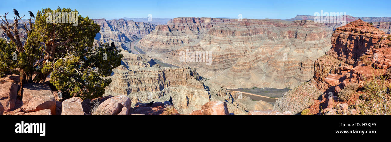 Corvi neri sul vecchio albero di ginepro in vista panoramica del Grand Canyon Foto Stock