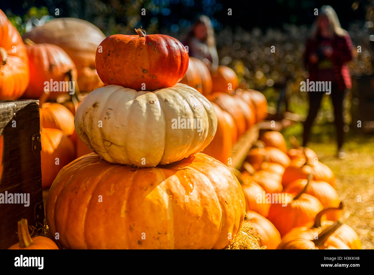 Pumpkin Patch serie Farm - colorati di zucca freschi closeup sullo stand di vendita 7 Foto Stock