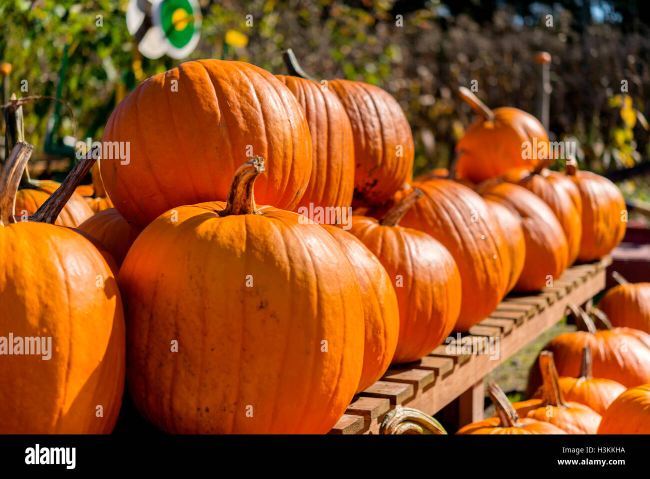 Pumpkin Patch serie Farm - colorati di zucca freschi closeup sullo stand di vendita 5 Foto Stock
