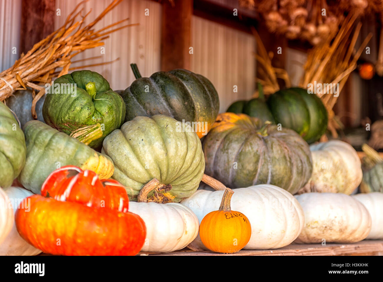 Pumpkin Patch serie Farm - colorata zucche pronto per la vendita nel fienile Foto Stock