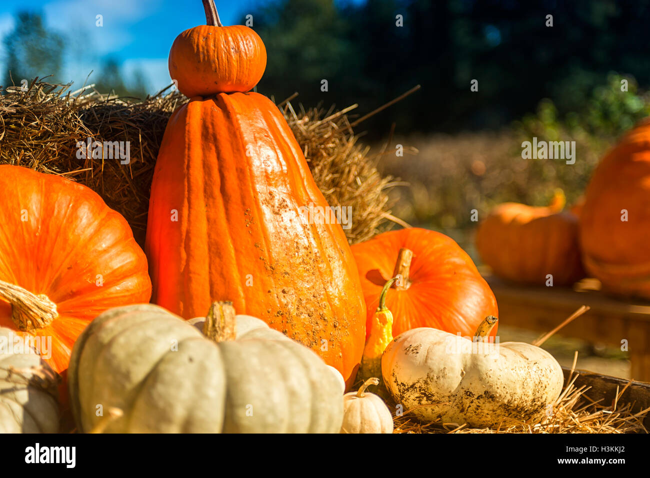 Pumpkin Patch serie Farm - colorati di zucca freschi closeup sullo stand di vendita 2 Foto Stock