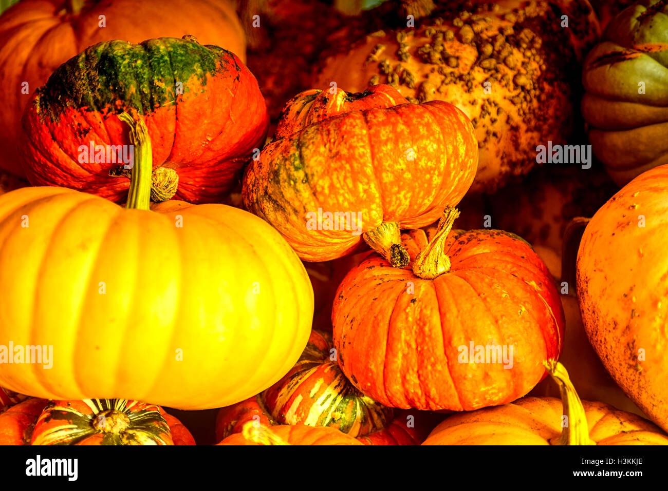 Pumpkin Patch serie Farm - Fresche e colorate zucche pronti per la vendita Foto Stock