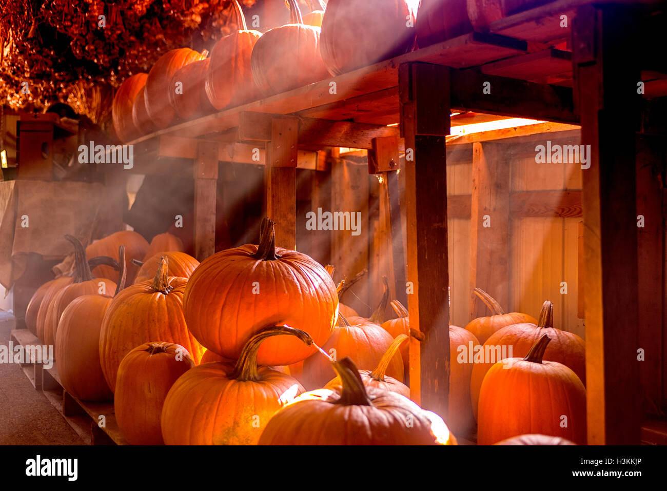 Pumpkin Patch serie Farm - grandi e fresche zucche sotto il cavalletto con attraverso la luce solare Foto Stock
