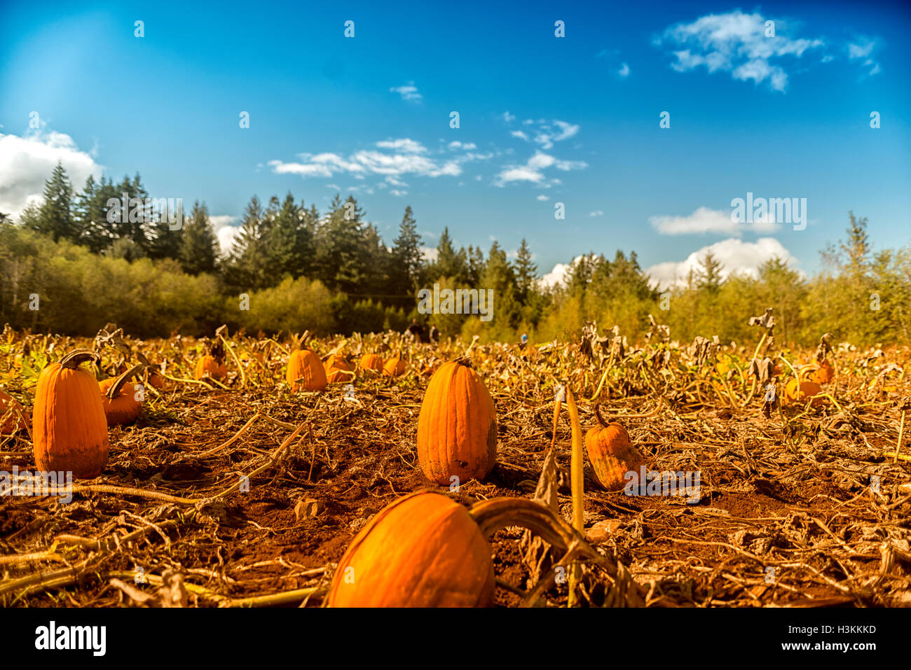 Pumpkin Patch serie Farm - Bellissima pumpkin patch nel campo Comox Valley con cielo blu di sfondo, l'isola di Vancouver, Canada 6. Foto Stock