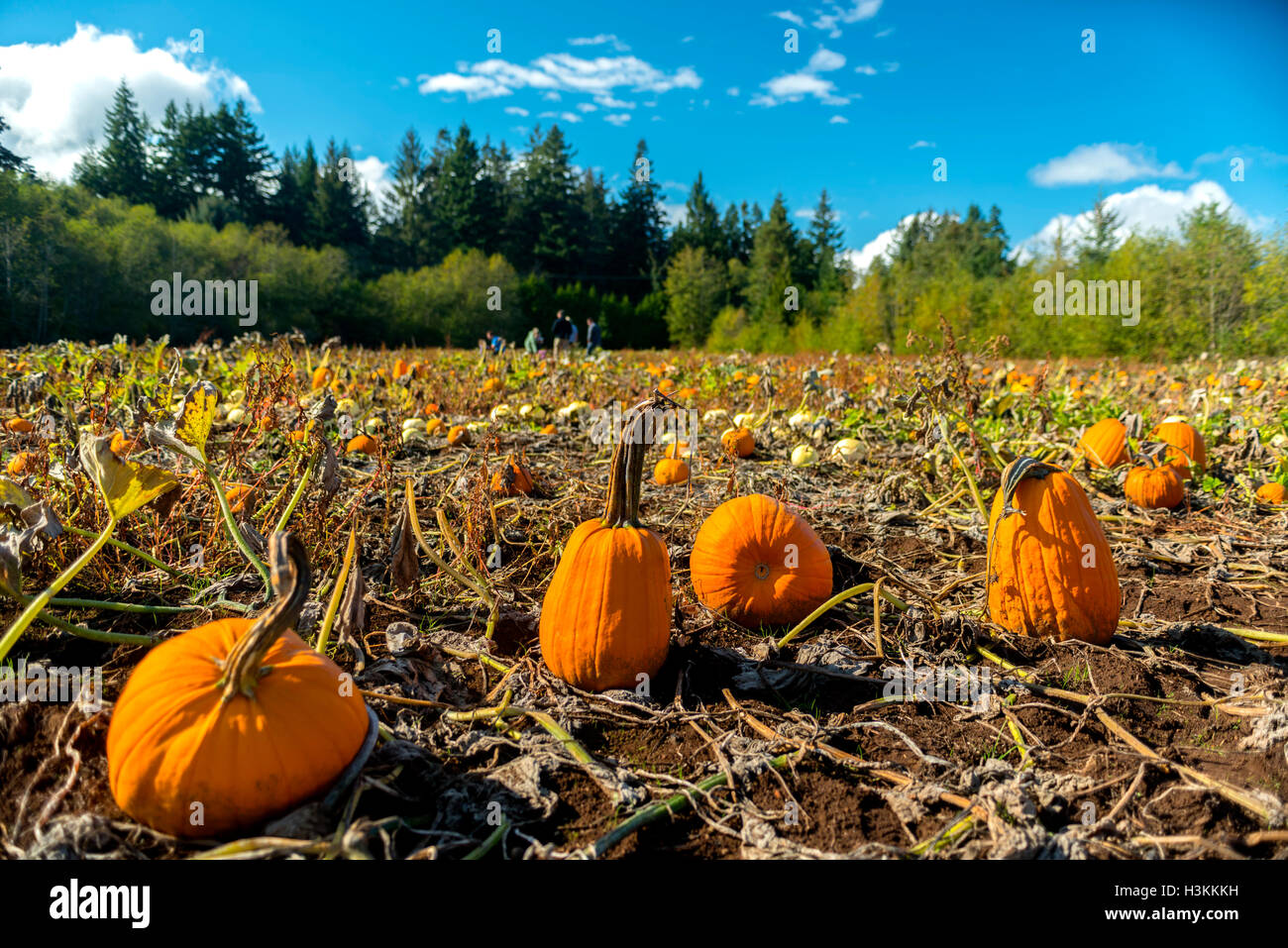 Pumpkin Patch serie Farm - Bellissima pumpkin patch nel campo Comox Valley con cielo blu di sfondo, l'isola di Vancouver, Canada 5. Foto Stock