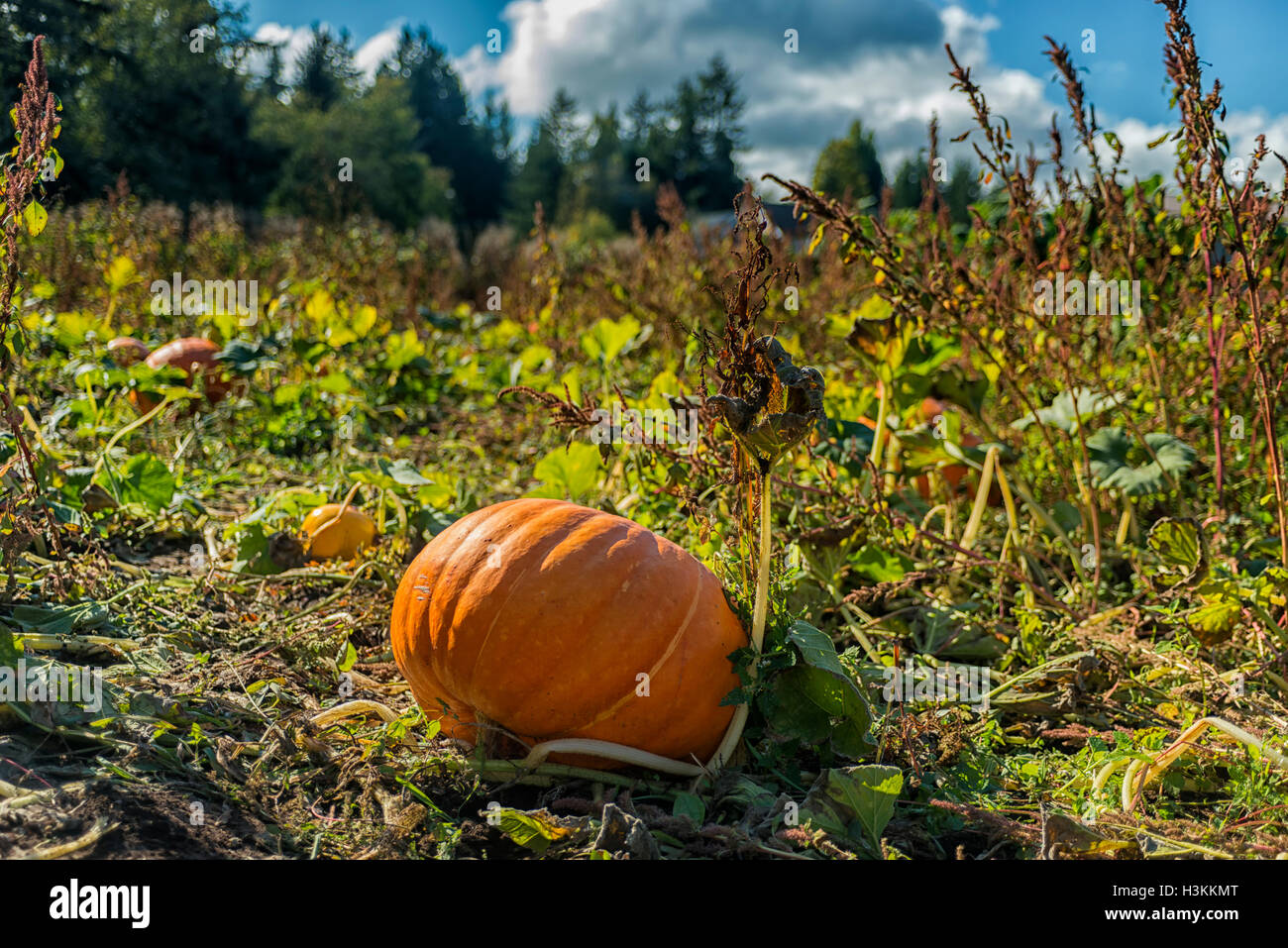 Pumpkin Patch serie Farm - Bellissima pumpkin patch nel campo Comox Valley con cielo blu di sfondo, l'isola di Vancouver, Canada 1 Foto Stock