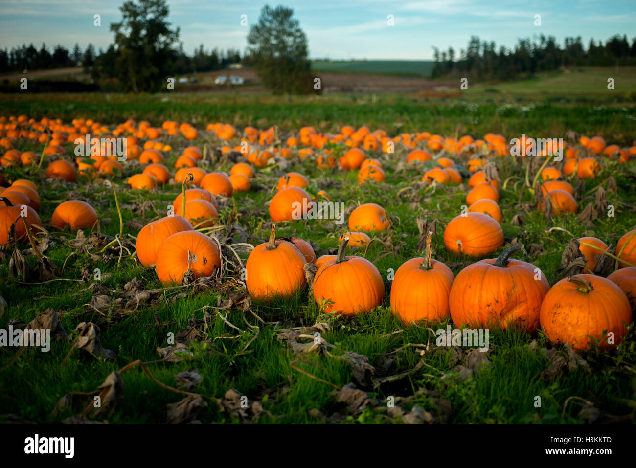 Martindale Pumpkin Patch serie Farm - fresco e ben coltivate zucche pronta per il raccolto nel campo,Victoria BC Canada 8. Foto Stock