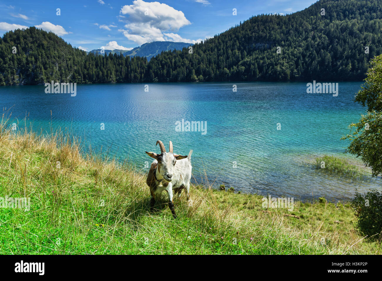 Il pascolo di capra nei pressi di un lago di montagna Foto Stock
