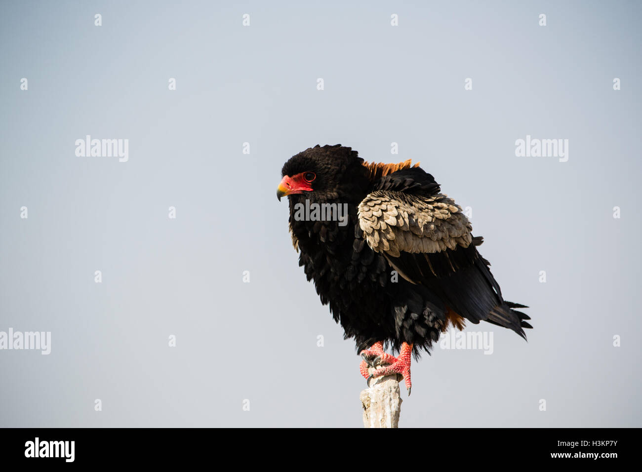 Bateleur agitando fino le sue piume nel deserto Kalahari Foto Stock