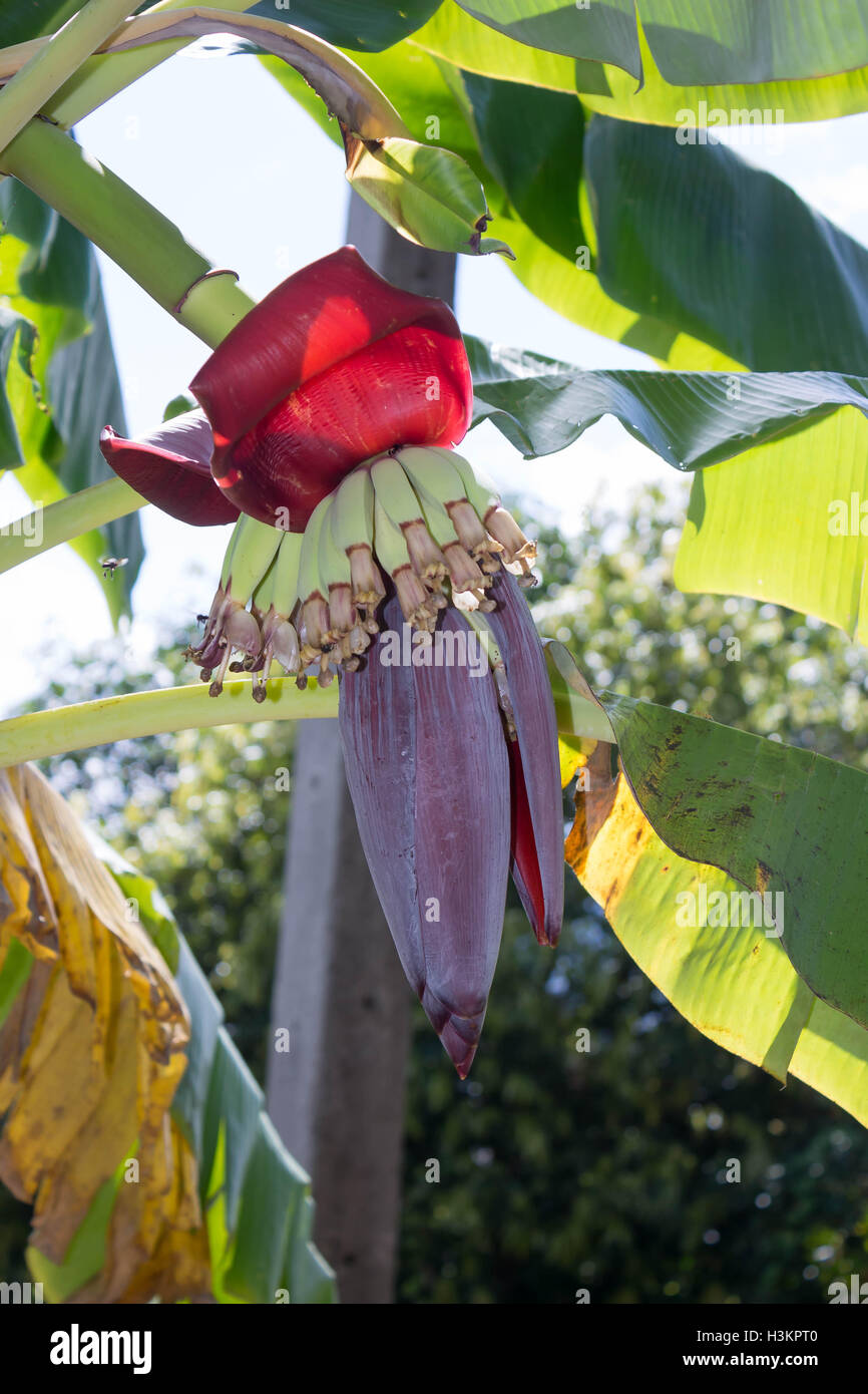 Giovani banana blossom Foto Stock