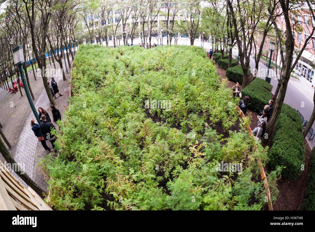 "Uomo perduto Creek' dall'artista Spencer Finch apre al Metrotech Center di Brooklyn a New York sabato 1 ottobre, 2016. La foresta in miniatura che crescono naturalmente è composta di 4000 Alba Redwoods che ricrea una 790 acri di zona in 1:100 scala del Parco Nazionale di Redwood in California, compresa la topografia e albero canopy altezze. L'uno a quattro piedi alti alberi continuerà a crescere fino alla fine della mostra il 11 marzo 2018. (© Richard B. Levine) Foto Stock