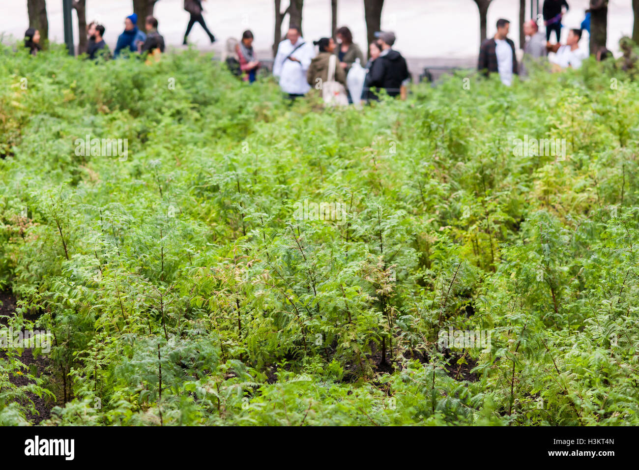 "Uomo perduto Creek' dall'artista Spencer Finch apre al Metrotech Center di Brooklyn a New York sabato 1 ottobre, 2016. La foresta in miniatura che crescono naturalmente è composta di 4000 Alba Redwoods che ricrea una 790 acri di zona in 1:100 scala del Parco Nazionale di Redwood in California, compresa la topografia e albero canopy altezze. L'uno a quattro piedi alti alberi continuerà a crescere fino alla fine della mostra il 11 marzo 2018. (© Richard B. Levine) Foto Stock