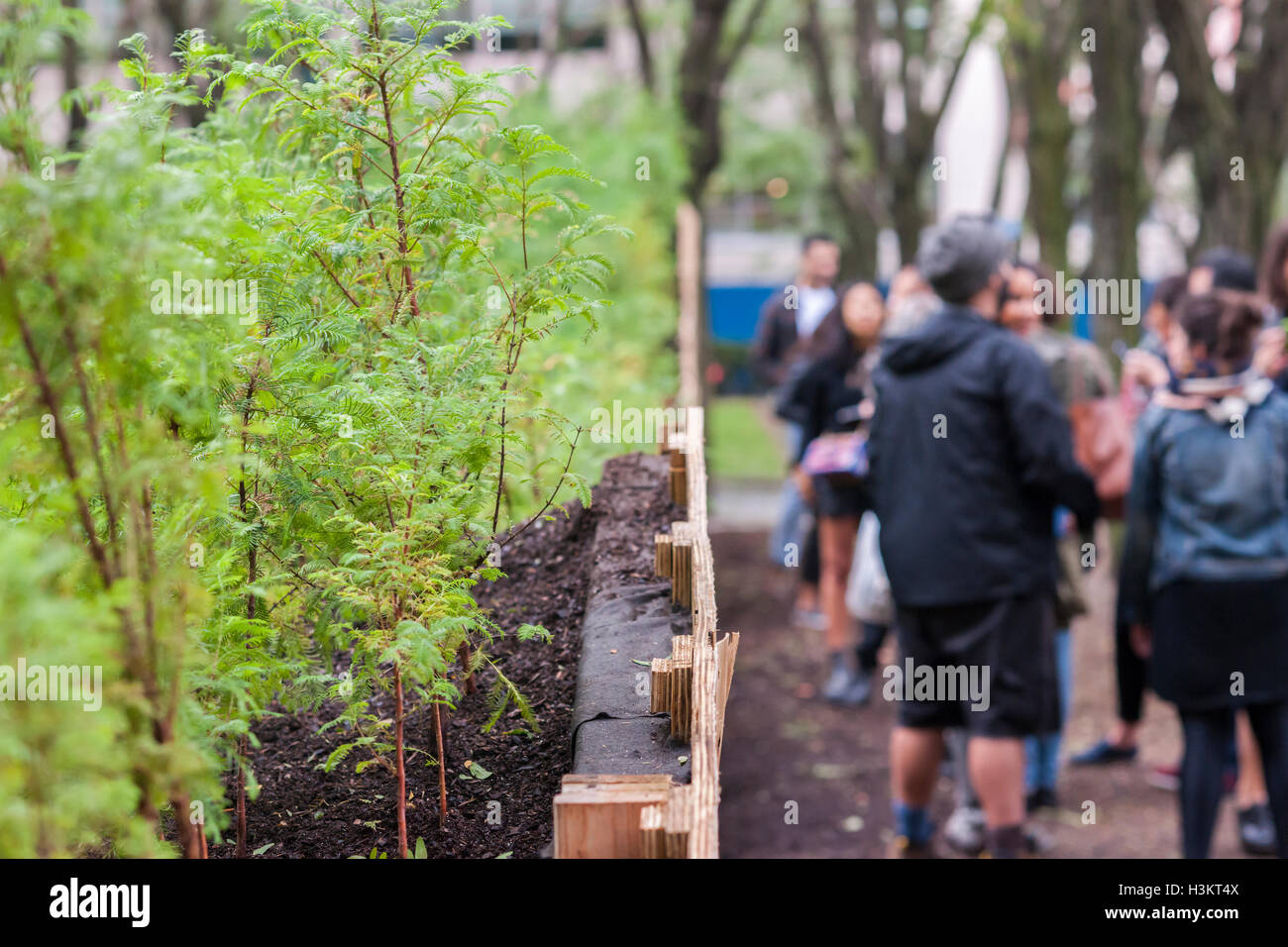 "Uomo perduto Creek' dall'artista Spencer Finch apre al Metrotech Center di Brooklyn a New York sabato 1 ottobre, 2016. La foresta in miniatura che crescono naturalmente è composta di 4000 Alba Redwoods che ricrea una 790 acri di zona in 1:100 scala del Parco Nazionale di Redwood in California, compresa la topografia e albero canopy altezze. L'uno a quattro piedi alti alberi continuerà a crescere fino alla fine della mostra il 11 marzo 2018. (© Richard B. Levine) Foto Stock