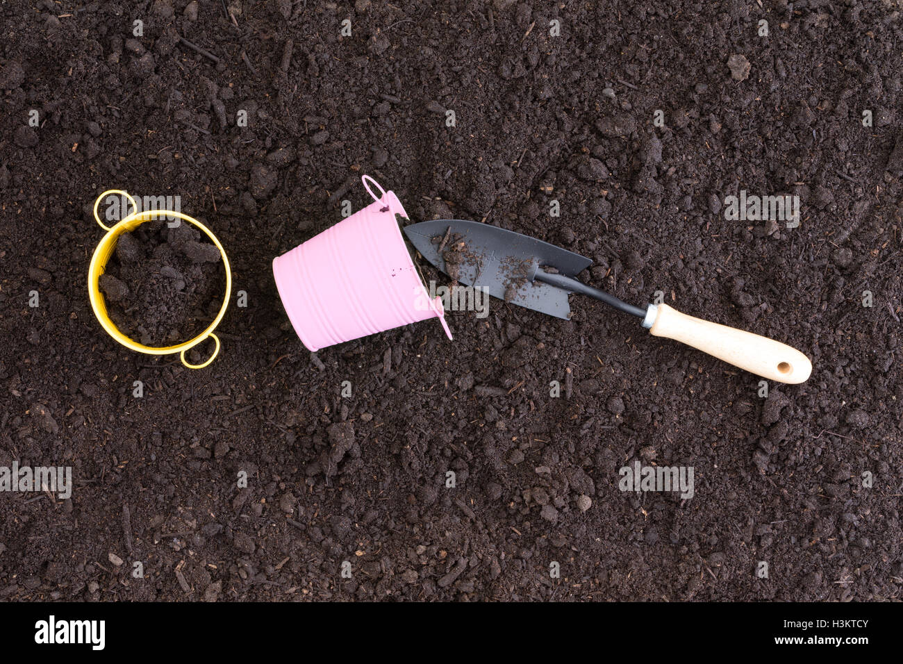 Piccola rosa e giallo secchi nel ricco suolo nero accanto a spade con manico in legno Foto Stock