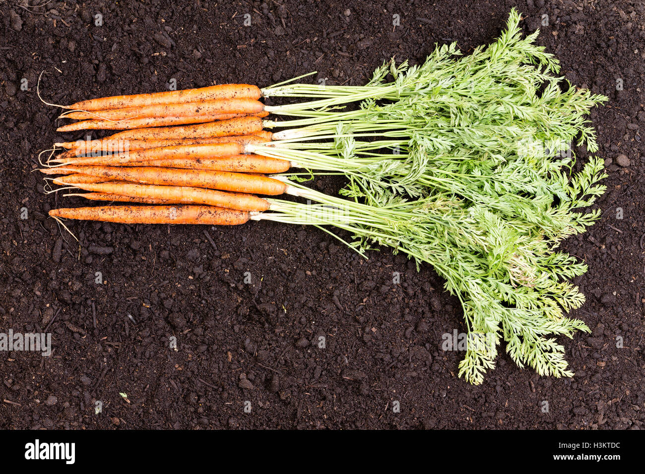 Mazzetto di appena raccolti organici sani homegrown carote con le loro foglie verdi giacente su un letto di salute terreno con spazio di copia Foto Stock