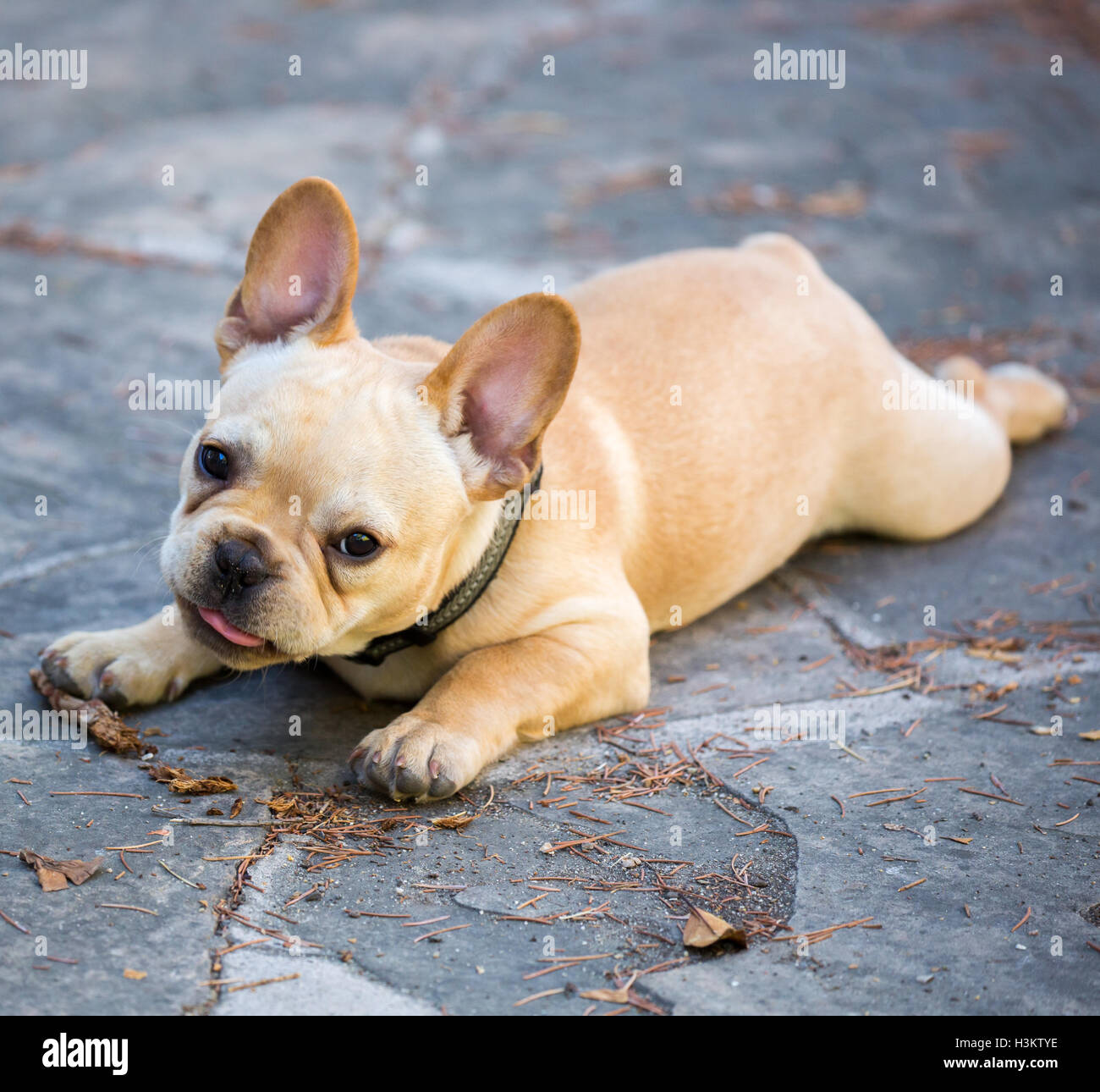 Bulldog francese cucciolo - Canis lupus familiaris Foto Stock