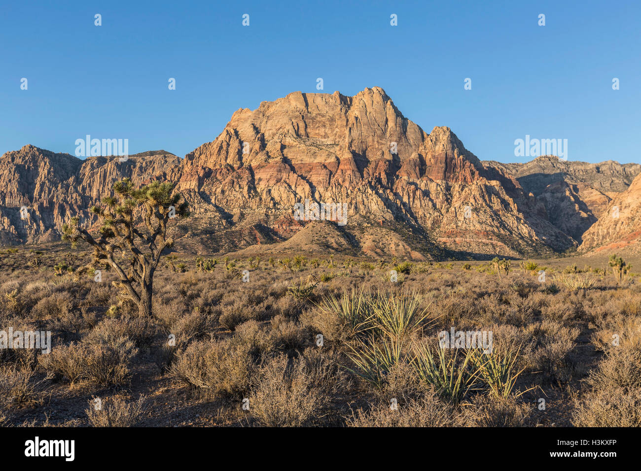 La mattina presto vista del monte Wilson nel Red Rock Canyon National Conservation Area. Una popolare destinazione naturale 20 miglia dal Foto Stock