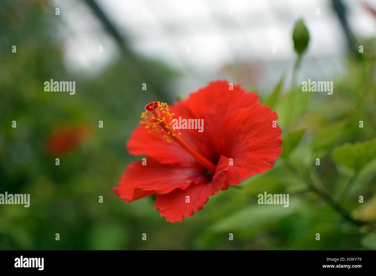 Red Hibiscus rosa-sinensis Foto Stock