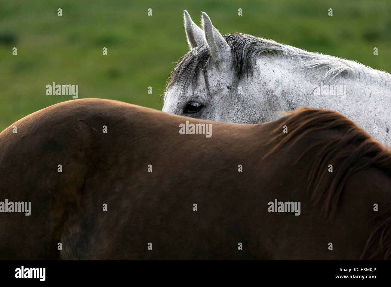 WY01028-00...WYOMING - cavalli al CM Ranch vicino a Dubois. Foto Stock
