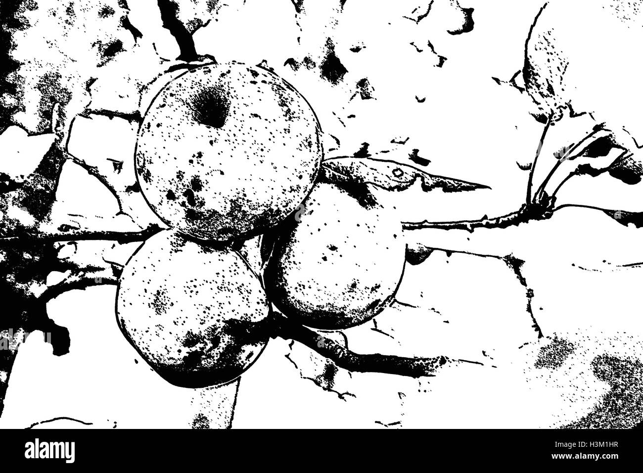 Illustrazione della linea dell'albero di mele con mele. Foto Stock