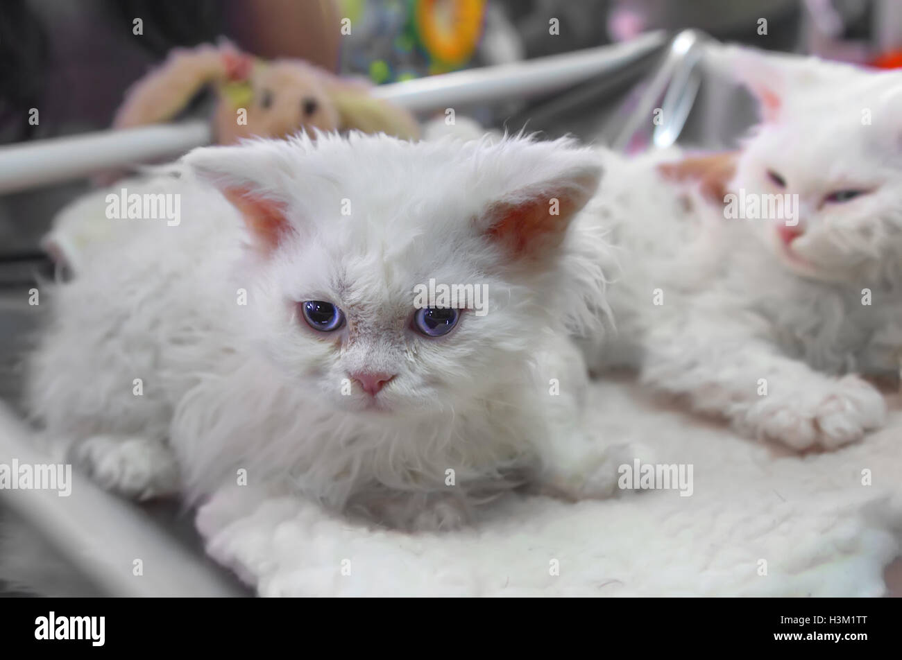 White Selkirk Rex gattino o 'cat-pecore' Foto Stock