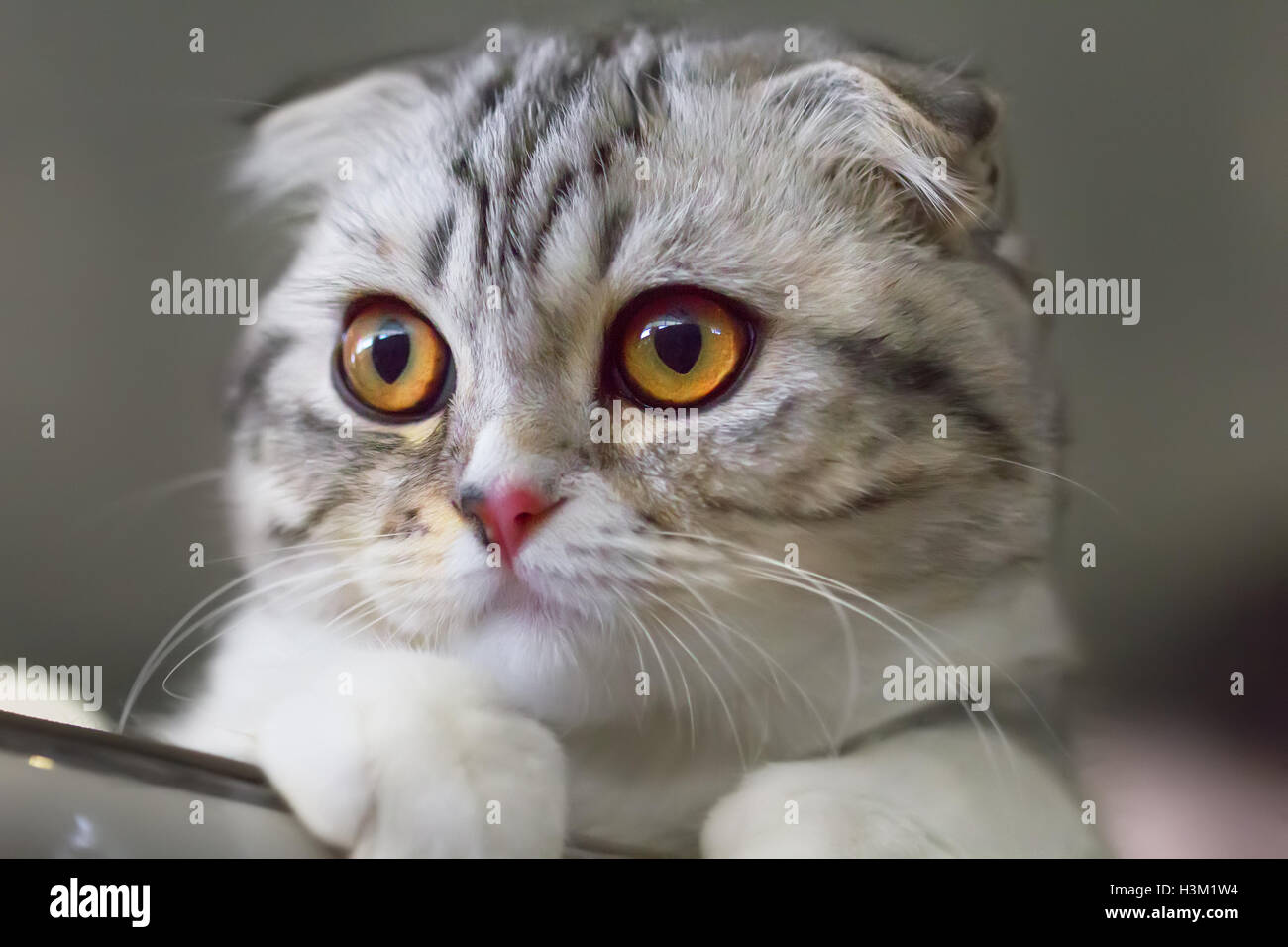 Ritratto di Scottish Fold kitten close-up. Colore calico. Foto Stock