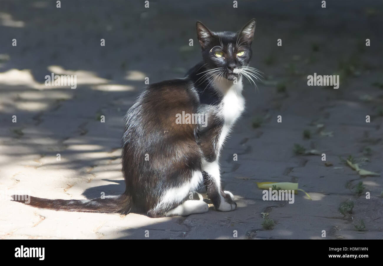 Il gatto randagio in una giornata di sole crogiolarsi al sole. Foto Stock