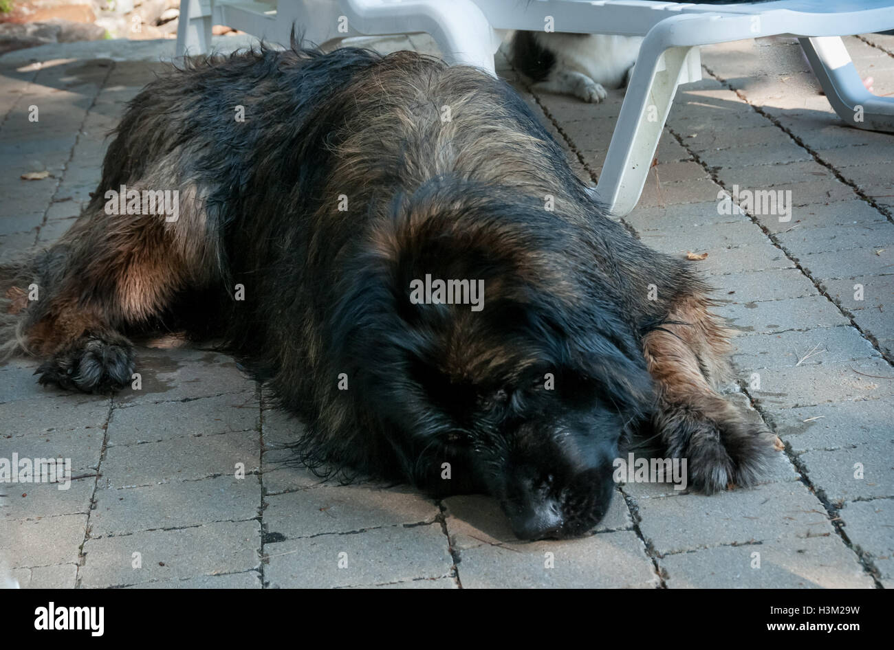 Leonberger cane dorme in un patio Foto Stock