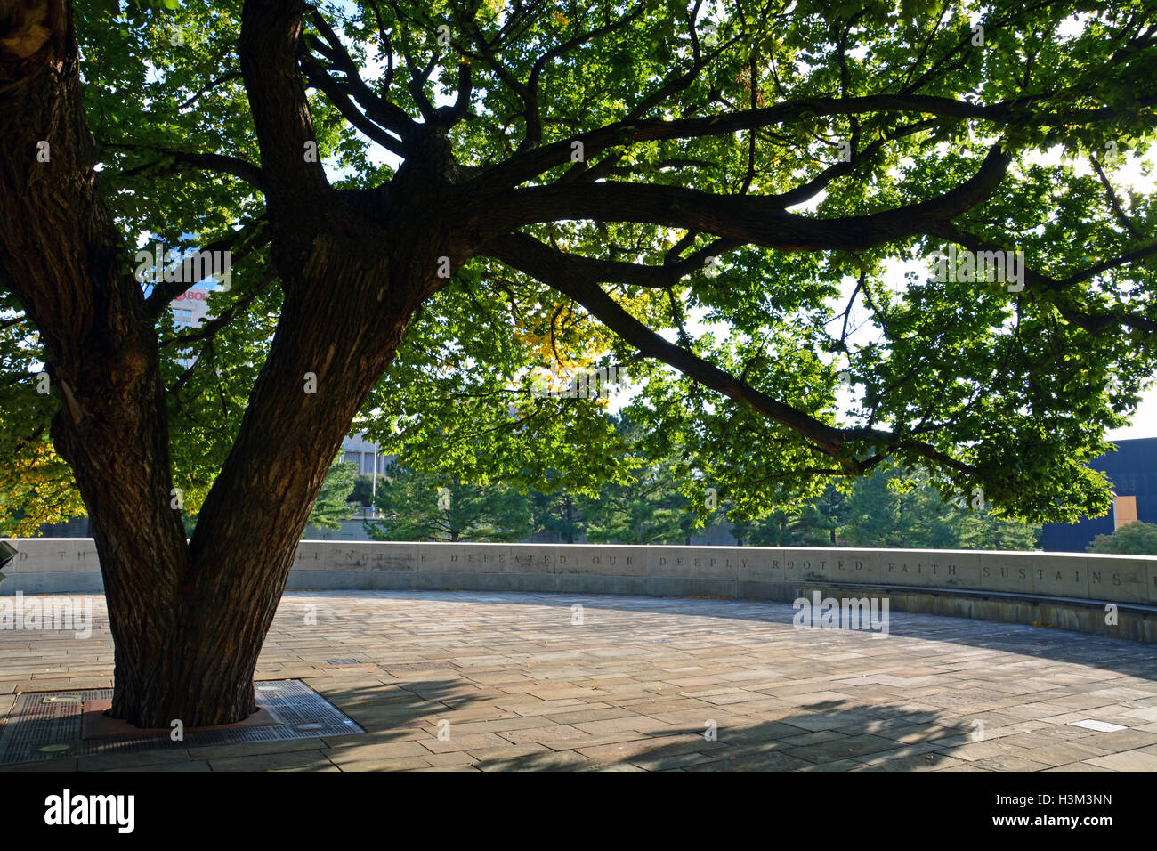 Il Survivor Tree, un 100-anno-vecchio olmo che è sopravvissuto il Murrah Federal Building attentato del 19 aprile 1995. Foto Stock