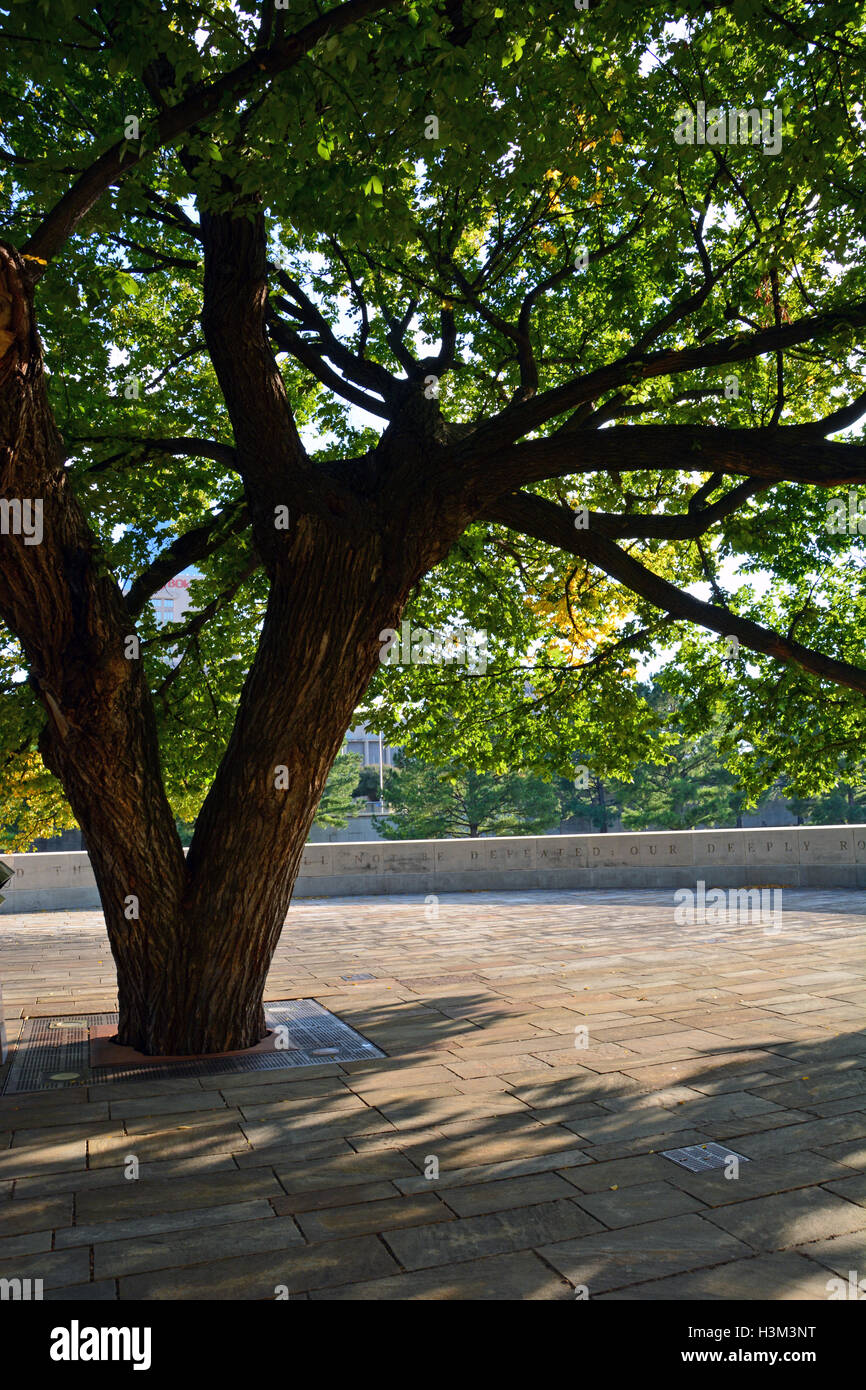 Il Survivor Tree, un 100-anno-vecchio olmo che è sopravvissuto il Murrah Federal Building attentato del 19 aprile 1995. Foto Stock