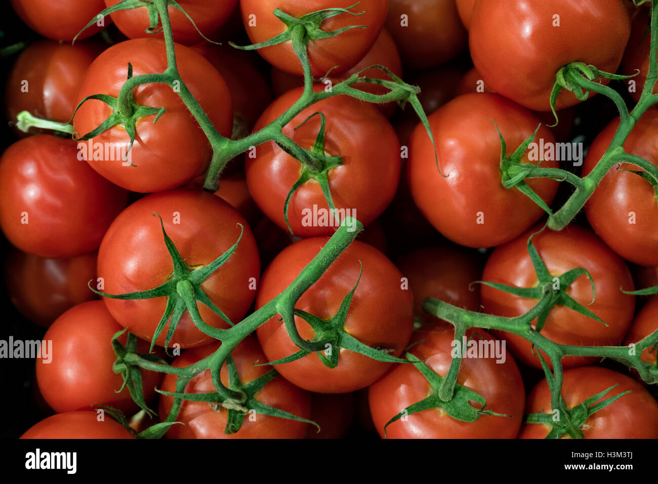 Appena raccolto i pomodori con la levetta al mercato Foto Stock