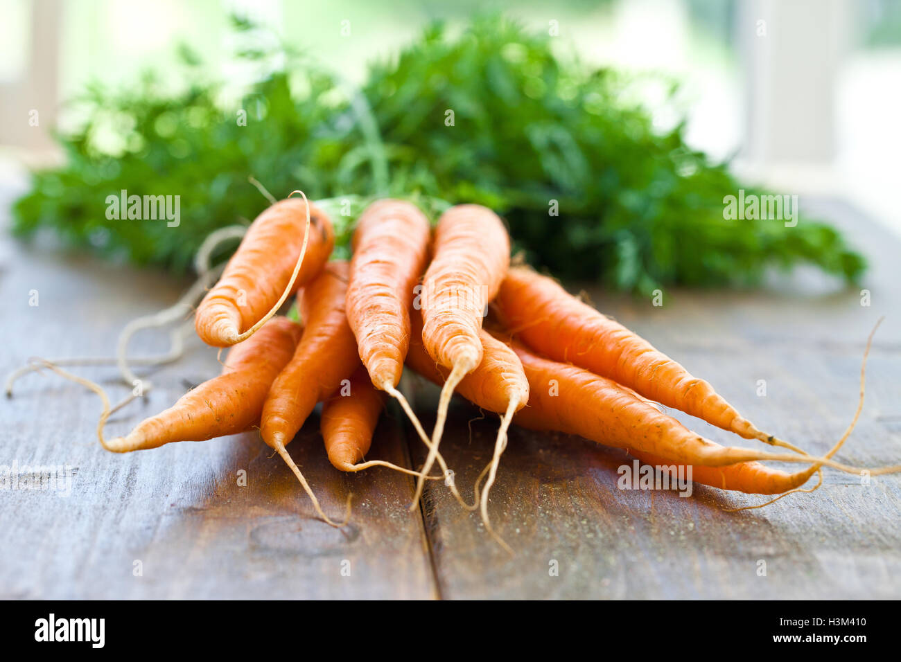 Le carote fresche con foglie di colore verde Foto Stock