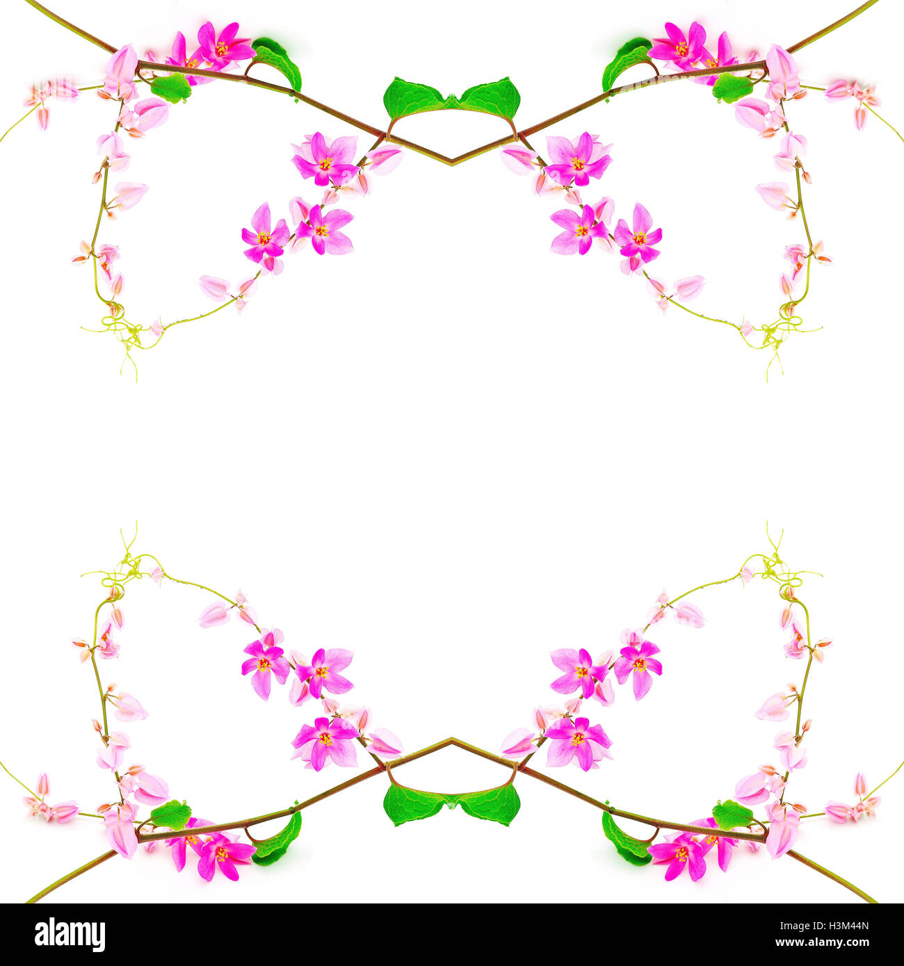 Coral Vine Foto Stock