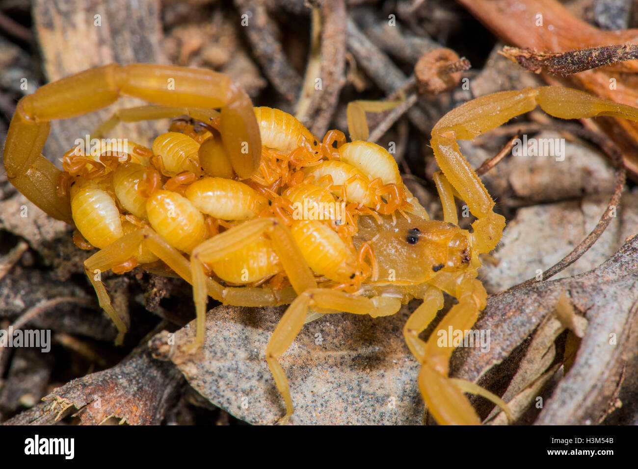 Corteccia scorpion centruroides exilicauda firenze, Arizona, Stati Uniti 9 settembre 2016 adulti con i giovani sul retro. Foto Stock