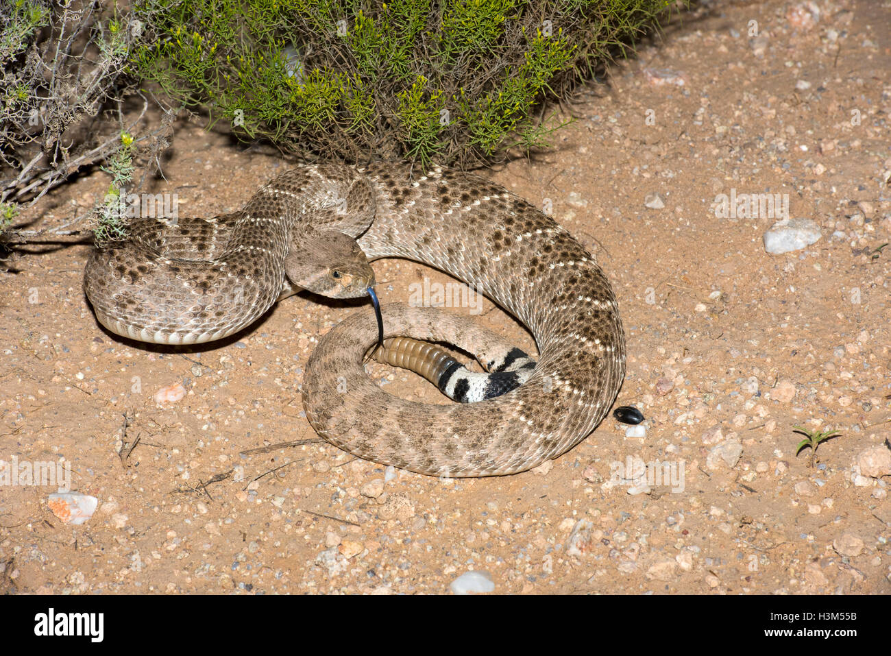 Western Diamondback Rattlesnake Crotalus atrox Tucson Pima County, Arizona, Stati Uniti 12 settembre 2016 adulto Foto Stock