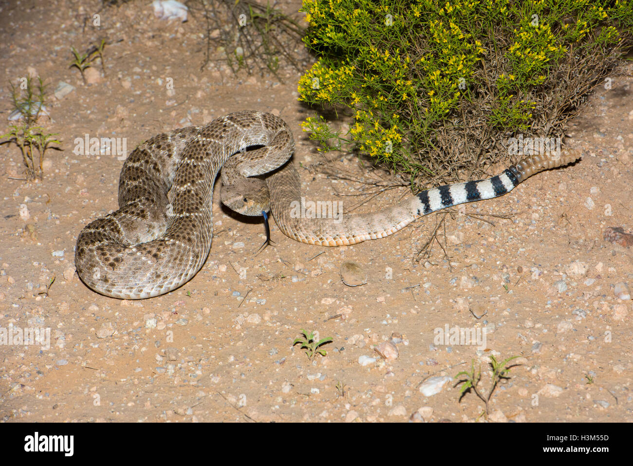 Western Diamondback Rattlesnake Crotalus atrox Tucson Pima County, Arizona, Stati Uniti 12 settembre 2016 adulto Foto Stock
