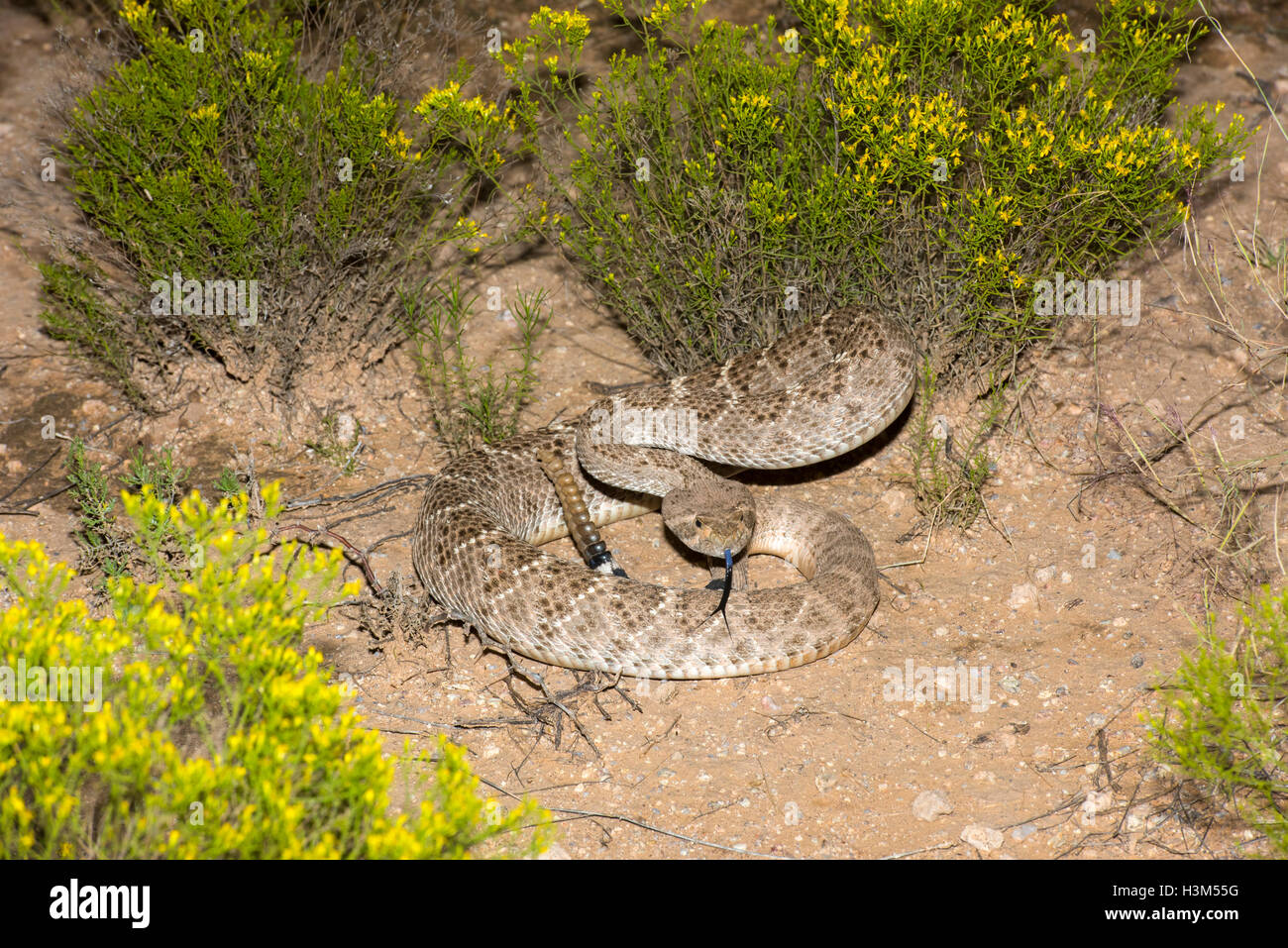 Western Diamondback Rattlesnake Crotalus atrox Tucson Pima County, Arizona, Stati Uniti 12 settembre 2016 adulto Foto Stock