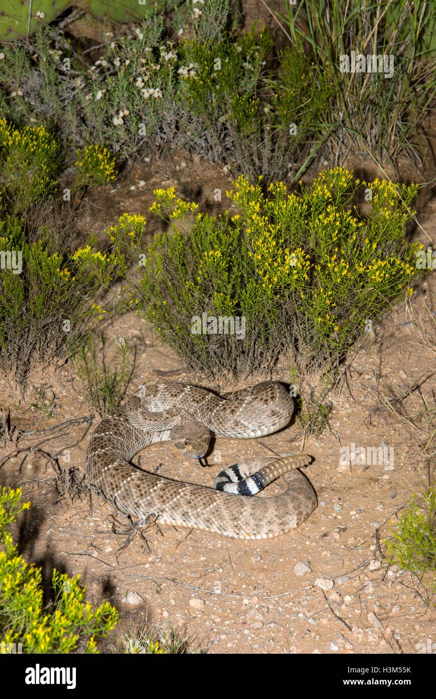 Western Diamondback Rattlesnake Crotalus atrox Tucson Pima County, Arizona, Stati Uniti 12 settembre 2016 adulto Foto Stock